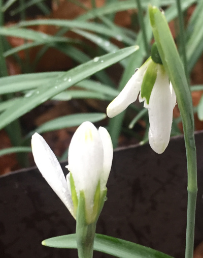 Galanthus 'Modern Art'